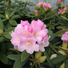 Ritva - różanecznik wielkokwiatowy - Ritva - Rhododendron hybridum