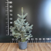 Picea pungens 'Globosa Argentea' - świerk kłujacy - Picea pungens 'Globosa Argentea'