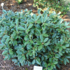 Rhododendron wiltonii - różanecznik Wiltona - Rhododendron wiltonii