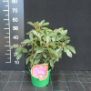 Sovinec - Rhododendren Hybride - Rhododendron hybridum 'Sovinec'
