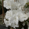 Sněžka PBR - Azalee - Sněžka PBR - Rhododendron