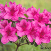 Salajka PBR - Azalee - Salajka PBR - Rhododendron