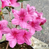 Salajka PBR - Azalia japońska - Salajka PBR - Rhododendron