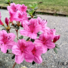 Salajka PBR - Azalia japońska - Salajka PBR - Rhododendron