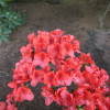 obtusum - Azalia japońska ; azalia tępolistna - obtusum - Rhododendron