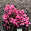 Rokoko - Japanische Azalee - Rokoko - Rhododendron; Azalea japonica; Rhododendron  Hachmann's Rokoko