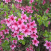 Silvester - Azalia japońska - Silvester Rhododendron