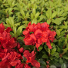 Muneira - azalia japońska - Muneira - Rhododendron