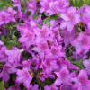 poukhanense - azalia japońska; azalia koreańska; azalia jedoeńska odmiana koreańska - poukhanense - Rhododendron; Rhododendron yedoense var. poukhanense
