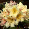 Zebín PBR - Rhododendren Hybride - Rhododendron hybridum 'Zebín' PBR