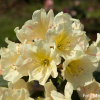 Zebín PBR - różanecznik wielkokwiatowy - Rhododendron hybridum 'Zebín' PBR