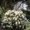 Polonez Chopina PBR - różanecznik - Rhododendron hybridum 'Polonez Chopina' PBR