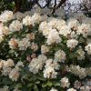 Polonez Chopina PBR - Rhododendron - Rhododendron hybridum 'Polonez Chopina' PBR