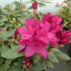 Sovinec - różanecznik wielkokwiatowy - Rhododendron hybridum 'Sovinec'