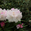 Aesthetica - różanecznik smirnowii x bureavii - Rhododendron smirnowii x bureavii 'Aesthetica'