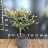 Rauhreif - Rhododendron degronianum ssp. yakushimanum x smirnowii - Rauhreif - Rhododendron degronianum ssp. yakushimanum x smirnowii