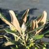 Ruth Davis - Rhododendron degronianum ssp. yakushimanum x degronianum ssp. heptamerum - Ruth Davis -  Rhododendron degronianum ssp. yakushimanum x degronianum ssp. heptamerum