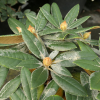 Dodori - Rhododendron yakushimanum - Dodori - Rhododendron yakushimanum