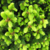 Picea abies 'Emsland' - świerk pospolity - Picea abies 'Emsland'