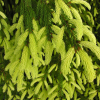 Picea abies 'Finedonensis' - świerk pospolity - Picea abies 'Finedonensis'