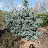 Pinus parviflora 'Glauca' - sosna drobnokwiatowa - Pinus parviflora 'Glauca'