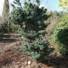 Pinus parviflora 'Schoon's Bonsai' - sosna drobnokwiatowa - Pinus parviflora 'Schoon's Bonsai'