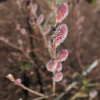 Salix gracilistyla 'Mt. Aso' - wierzba smukłoszyjkowa - Salix gracilistyla 'Mt. Aso'