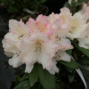 Dodori - Rhododendron yakushimanum - Dodori - Rhododendron yakushimanum