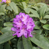 Purpureum Grandiflorum - Rhododendron Hybride - Purpureum Grandiflorum - Rhododendron hybridum