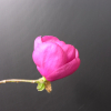 'Jurmag 1' Black Tulip - Magnolie - 'Jurmag 1' Black Tulip - Magnolia