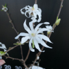 Royal Star - Stern-Magnolie - Royal Star - Magnolia stellata