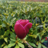 Venus - magnolia - Venus - Magnolia ; (magnolia 'Bl T' x magnolia 'Pick's Ruby')