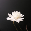 Wildcat - magnolia Loebnera - Magnolia x loebneri 'Wildcat'