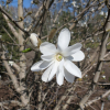 x loebneri 'Merrill' - magnolia Loebnera - Magnolia x loebneri 'Merril'l