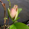 Woodsman - magnolia ×brooklynensis - magnolia brooklińska - Woodsman - Magnolia ×brooklynensis; (magnolia acuminata x magnolia liliiflora)