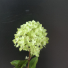 Hydrangea paniculata LITTLE LIME 'Jane' ® -  Rispenhortensie - Hydrangea paniculata LITTLE LIME 'Jane' ®