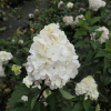 Hydrangea paniculata 'Renhy' Vanille-Fraise PBR - Rispenhortensie - Hydrangea paniculata 'Renhy' Vanille-Fraise PBR