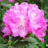 Stožec - różanecznik wielkokwiatowy - Rhododendron hybridum  'Stožec'