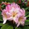 Ralsko - Rhododendren Hybride - Rhododendron hybridum 'Ralsko'