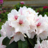 Koda - różanecznik wielkokwiatowy - Rhododendron hybridum 'Koda'