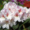 Koda - różanecznik wielkokwiatowy - Rhododendron hybridum 'Koda'