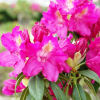 Klíč - różanecznik wielkokwiatowy - Rhododendron hybridum 'Klíč'
