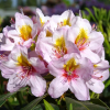 Hostýn PBR - Rhododendren Hybride - Rhododendron hybridum 'Hostýn' PBR