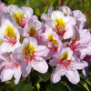 Hostýn PBR - różanecznik wielkokwiatowy - Rhododendron hybridum 'Hostýn' PBR