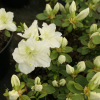 Schneezwerg - Azalia japońska - Schneezwerg - Rhododendron