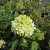Hydrangea paniculata LITTLE LIME 'Jane' ® - hortensja bukietowa - Hydrangea paniculata LITTLE LIME 'Jane' ®