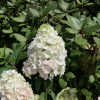 Hydrangea paniculata 'Rensun' SUNDAE FRAISE PBR - hortensja bukietowa - Hydrangea paniculata 'Rensun' SUNDAE FRAISE PBR