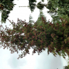 Picea abies 'Rydal' -  świerk pospolity - Picea abies 'Rydal'
