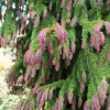 Picea abies 'Rydal' -  świerk pospolity - Picea abies 'Rydal'