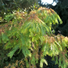 Metasequoia glyptostroboides 'Matthaei Broom' - Chinesisches Rotholz- Urweltmammutbaum - Metasequoia glyptostroboides 'Matthaei Broom'